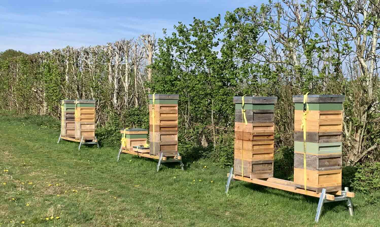 hellweatherhoney-hives